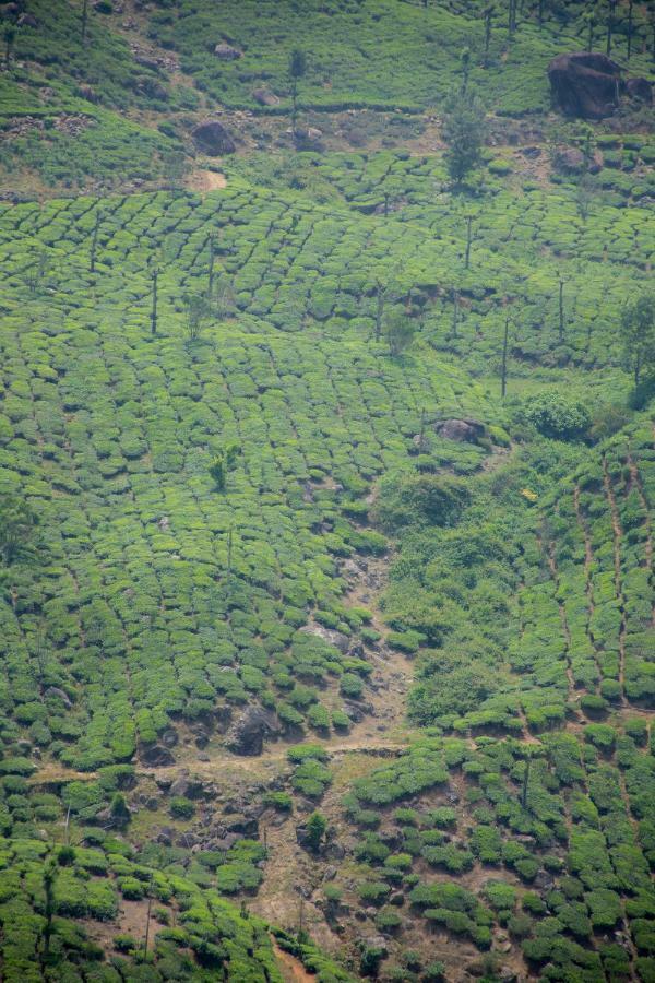 Aranyaka Resorts Munnar Zewnętrze zdjęcie